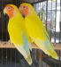 Love bird